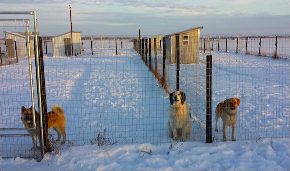 Dog Kennels Valleyview Alberta