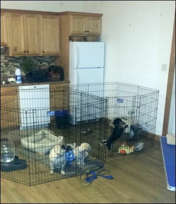 Bear Lake Kountry Kennels Indoor Kennels